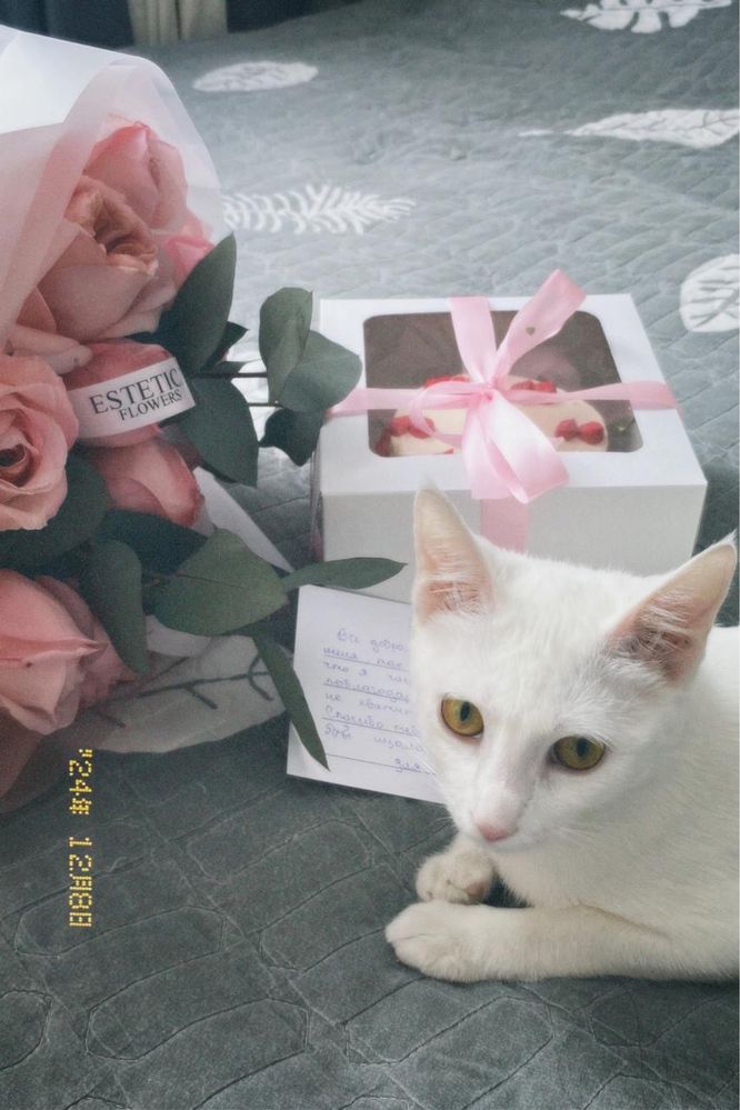Белая кошка, 1год 4 месяца