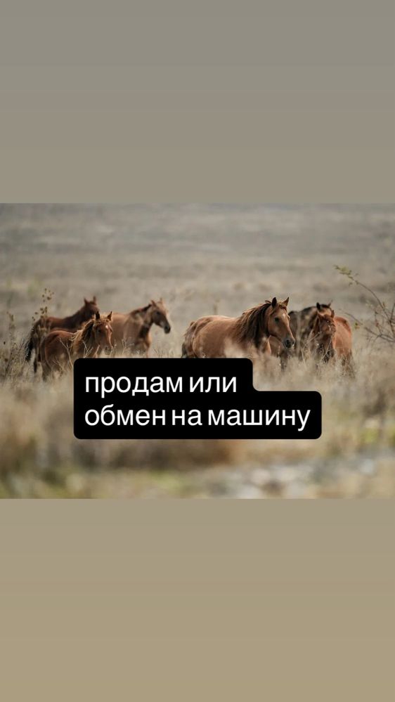 Жылкы жылқы лошадь