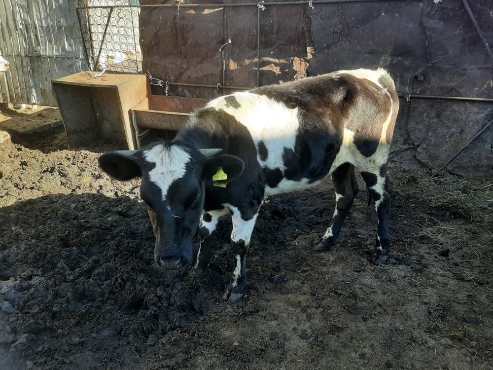 Продам телочку 8 месяцев.