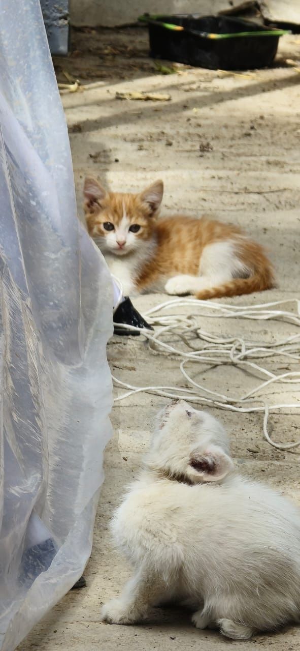 Котята  рыжие милые