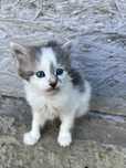 Котенок в хорошие руки