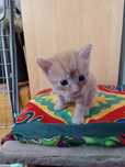 Котята маленькие