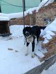 Алабай собака 1 год