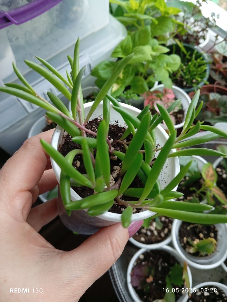 Продам отростки, суккуленты