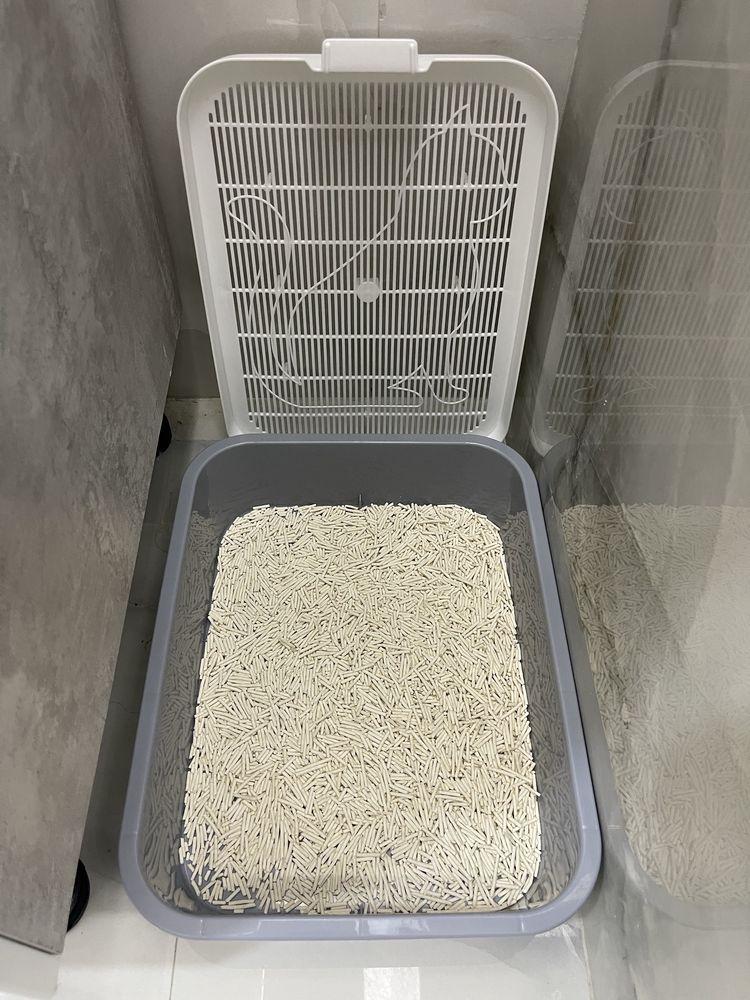 Веслоухий котонек