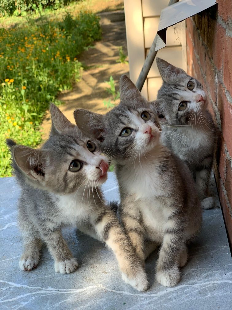 Котята с гарантией