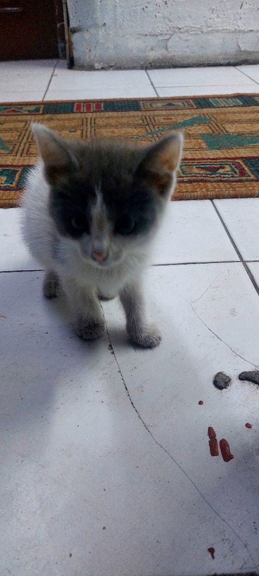 Отдадим в добрые руки котят