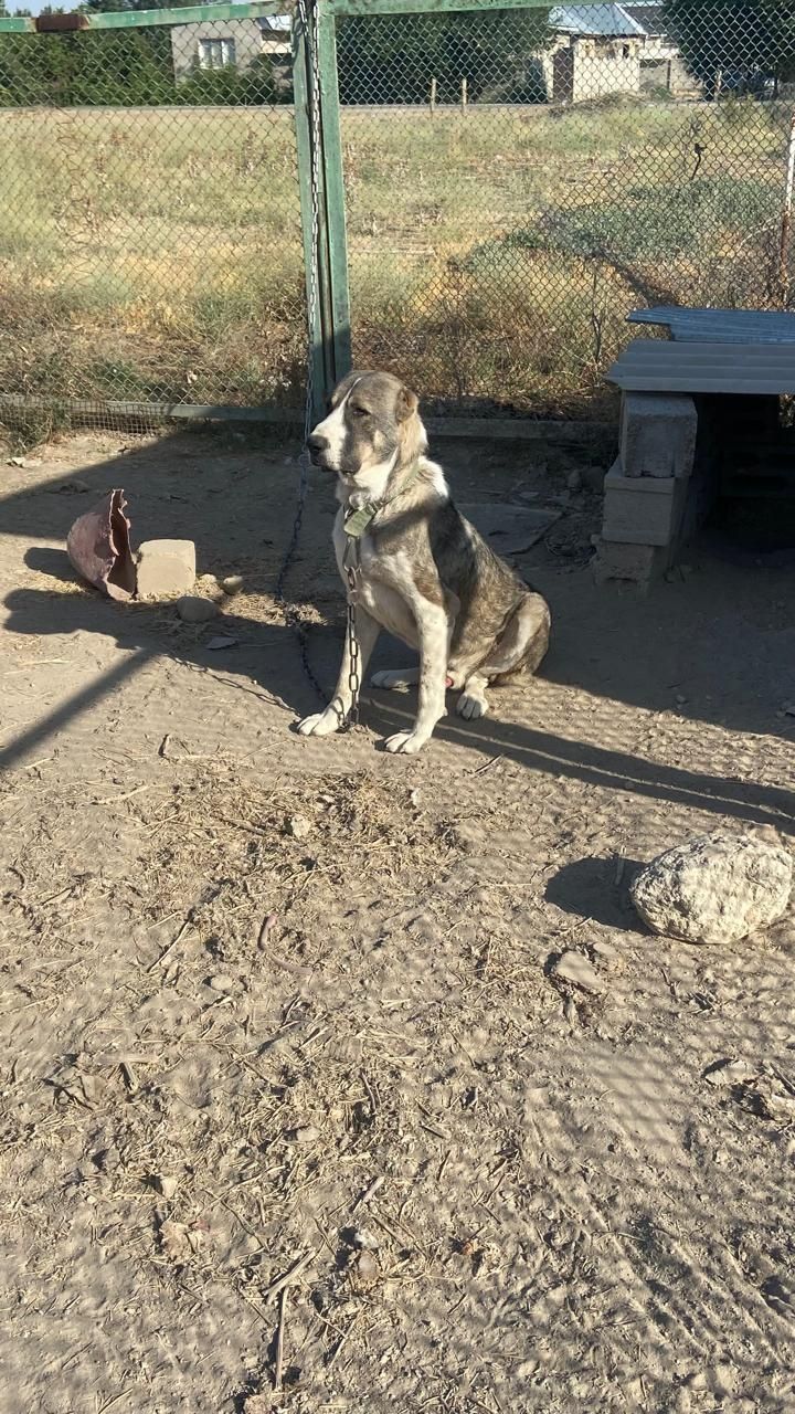 Продаётся алабай полтора года