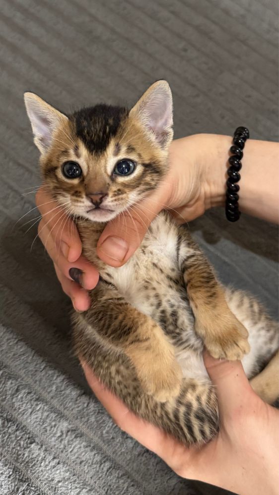 абиссинские котята