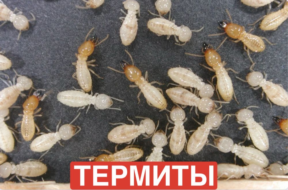 Обпаботка клопы, тараканы, термиты