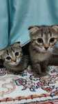 отдам красивых котят