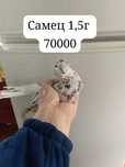 Голуби продаются