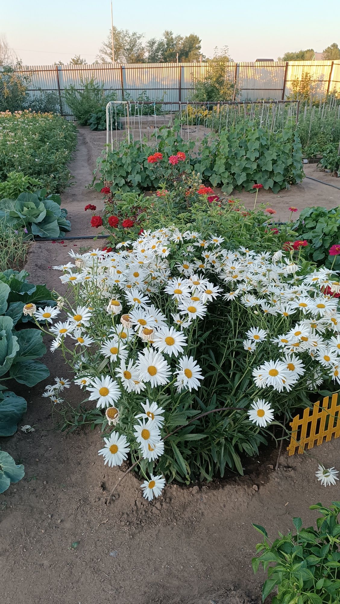 ПРОДАЮ ДАЧУ в обществе СПП