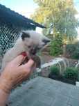 Отдам красивых котят.