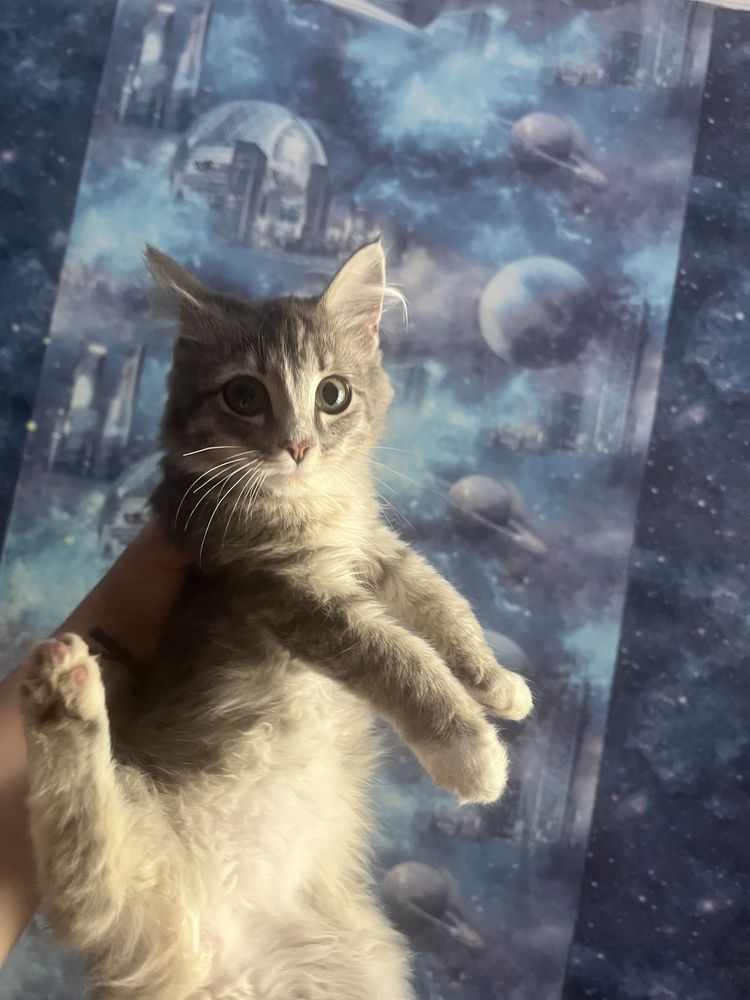 Котенок Меин Кун