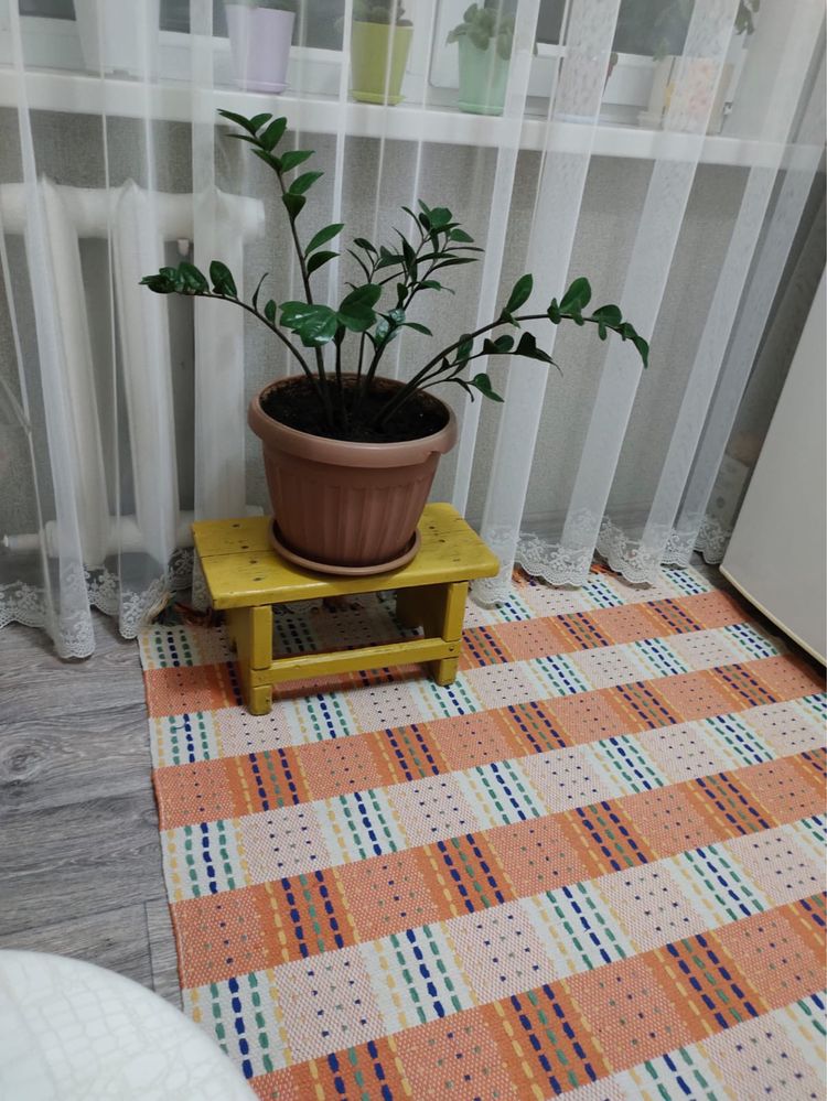 Долларовое дерево
