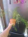 Аспарагус  продам  1 200