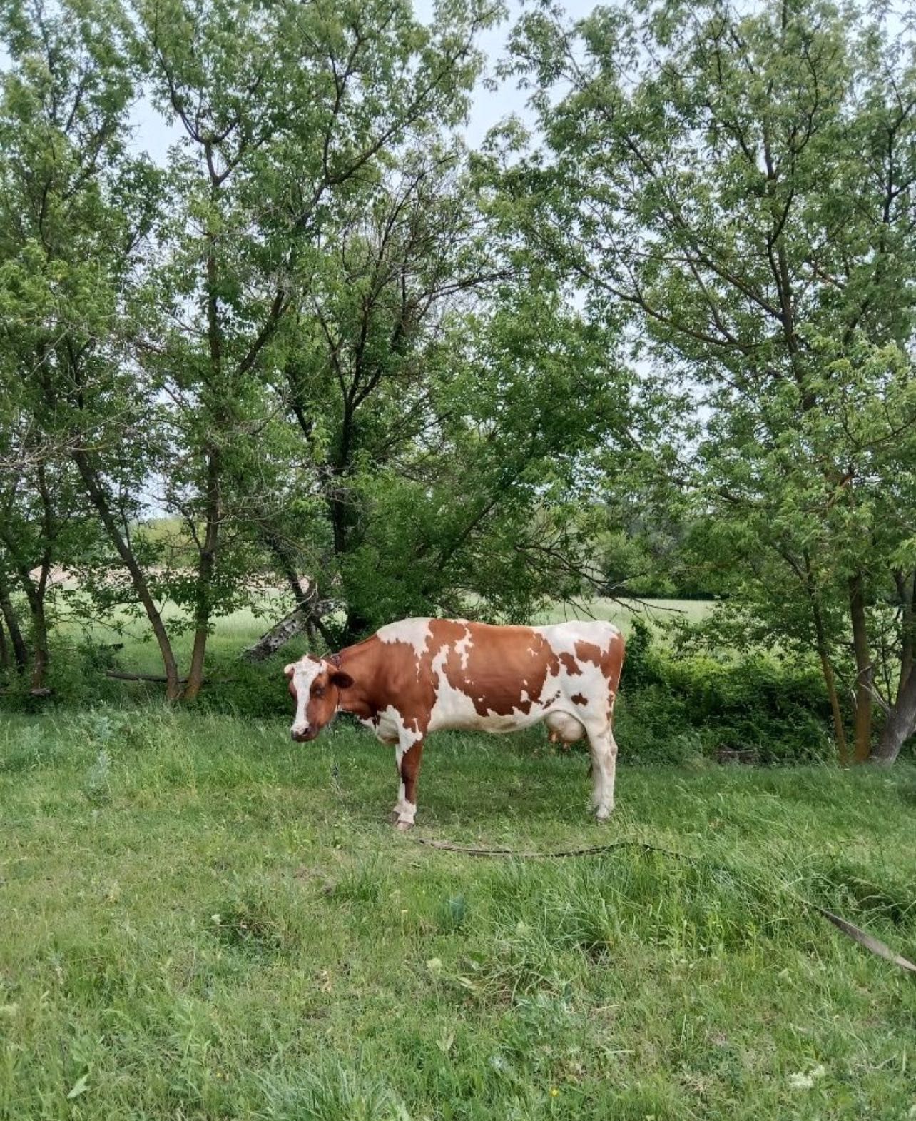 Продам корову молочную