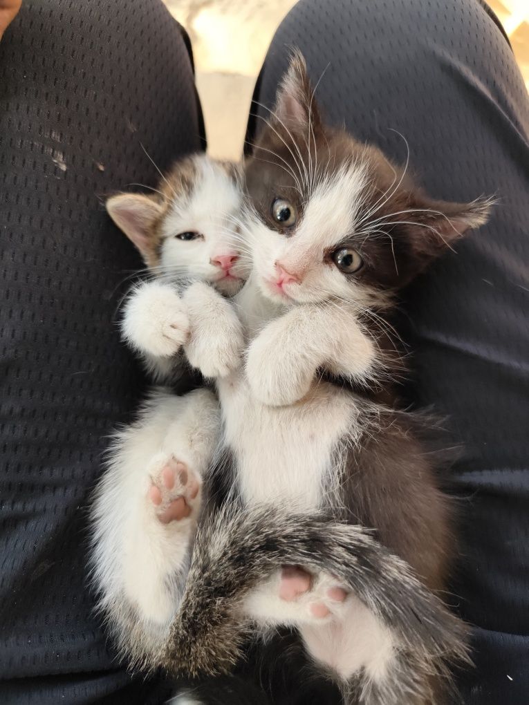 2 котенка отдам бесплатно