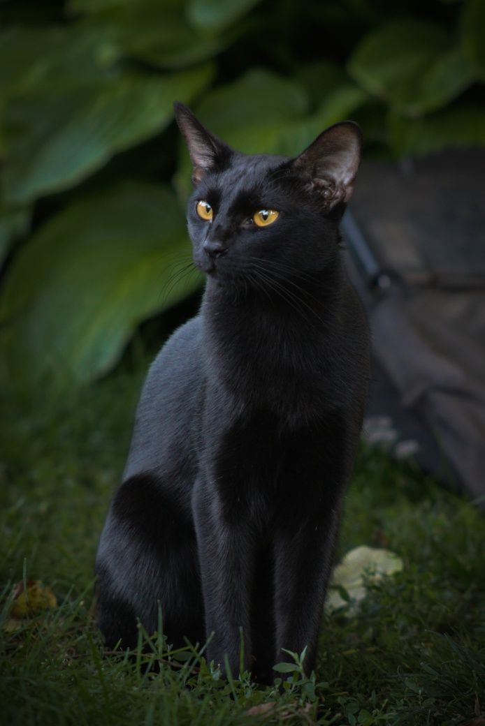 Кот чаузи на вязку
