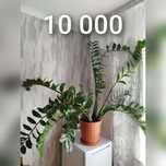 Комнатный цветок