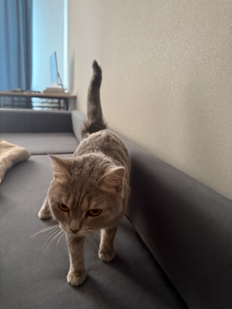 Кошку шотланская