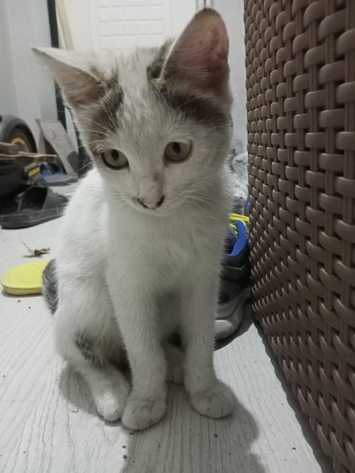 Котенок ищет хозяина/хозяйку