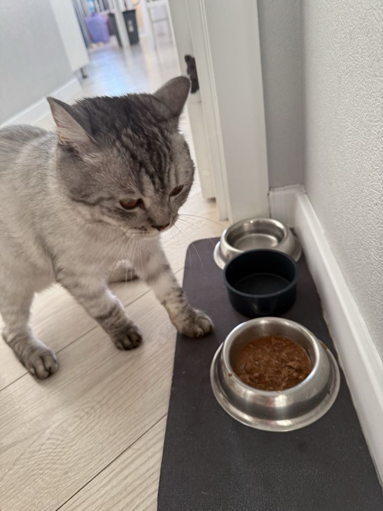 Кот 1,5 годика скотиш фолд