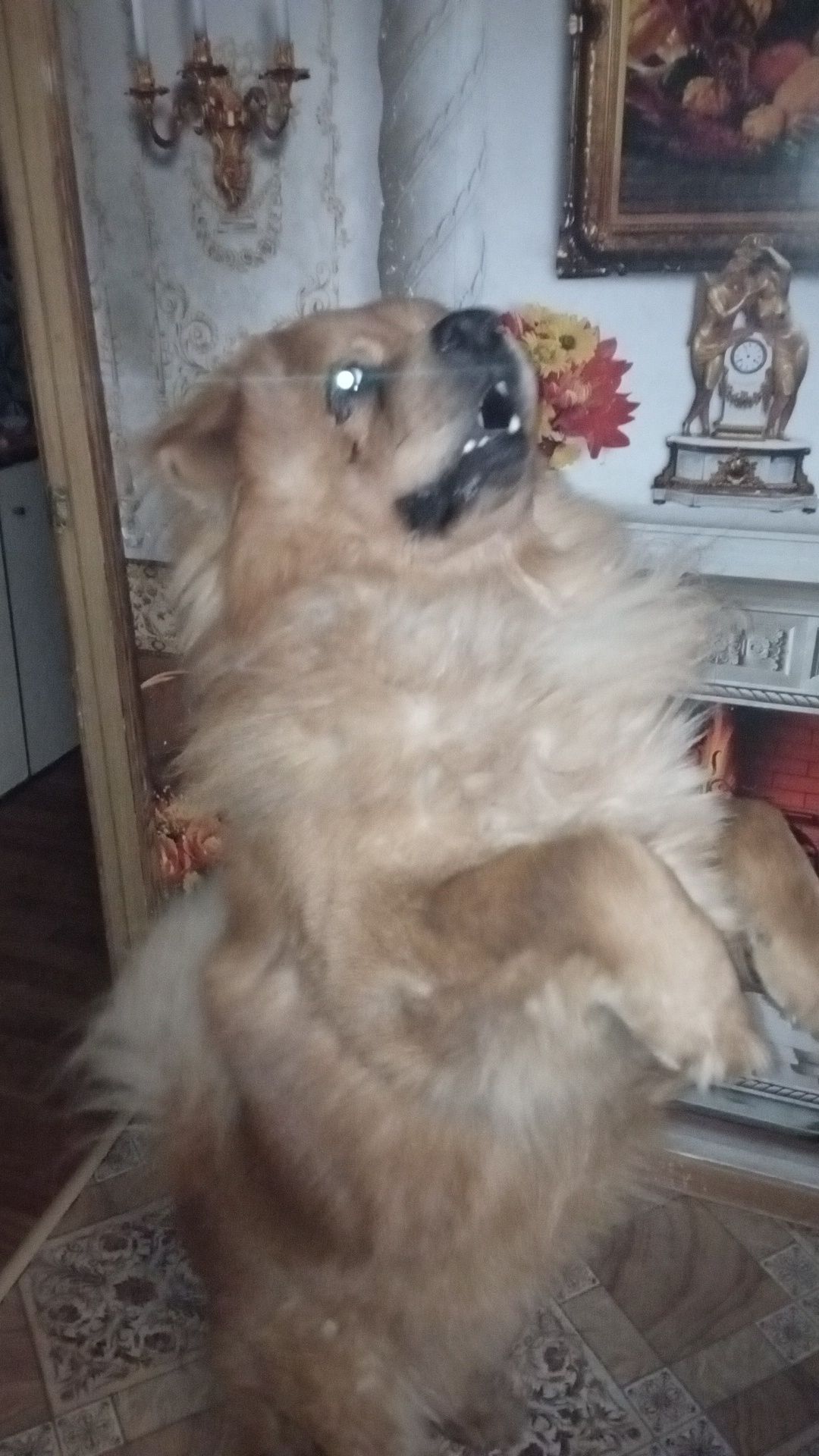 Собака бесплатно