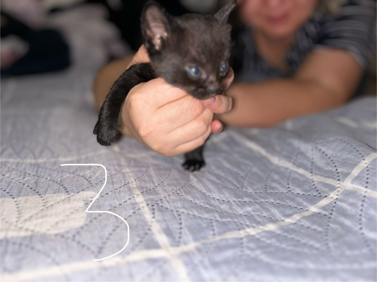 Отдам котят в добрые руки