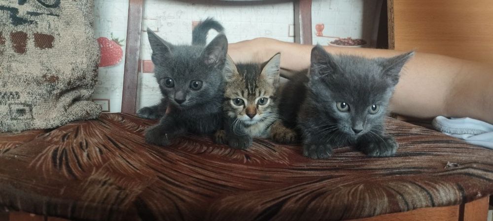 Котята мальчики отдам даром