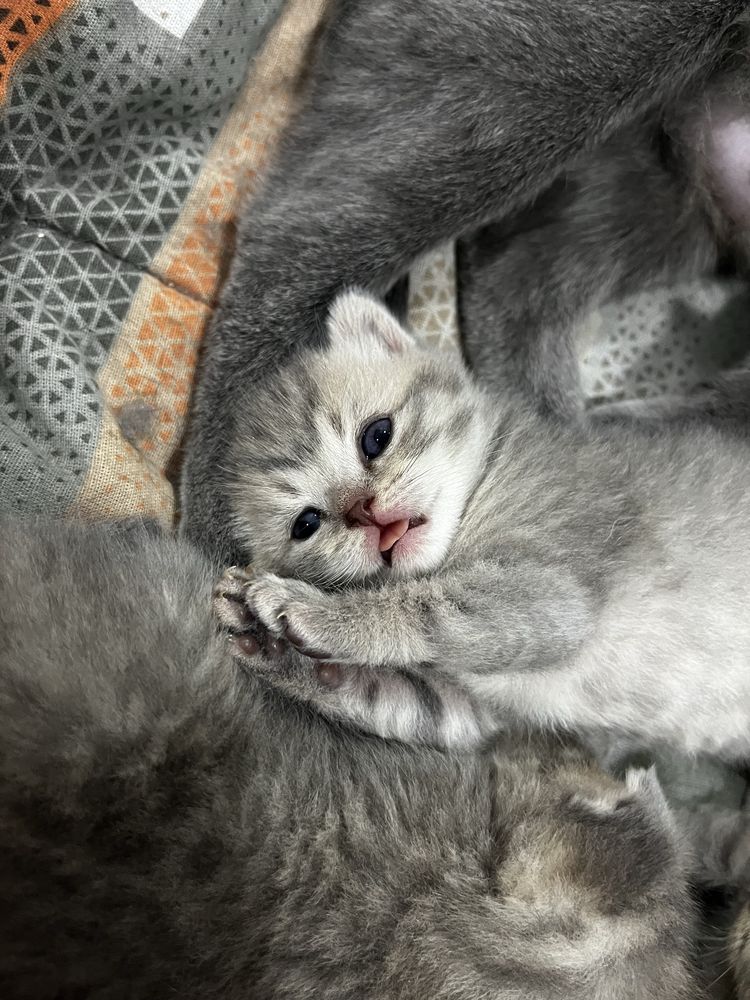 Британские котята
