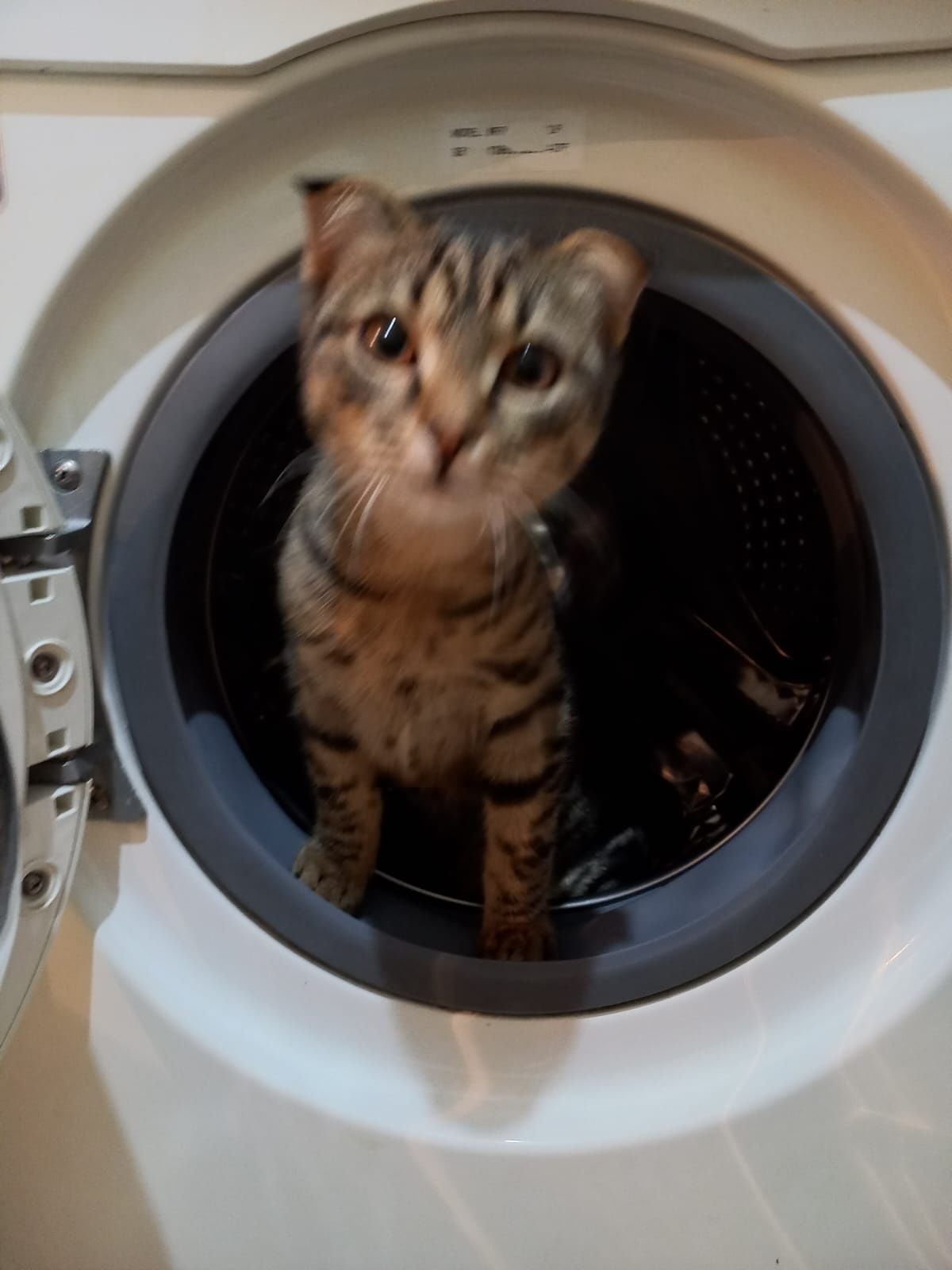 Кот вислоухий шотландец