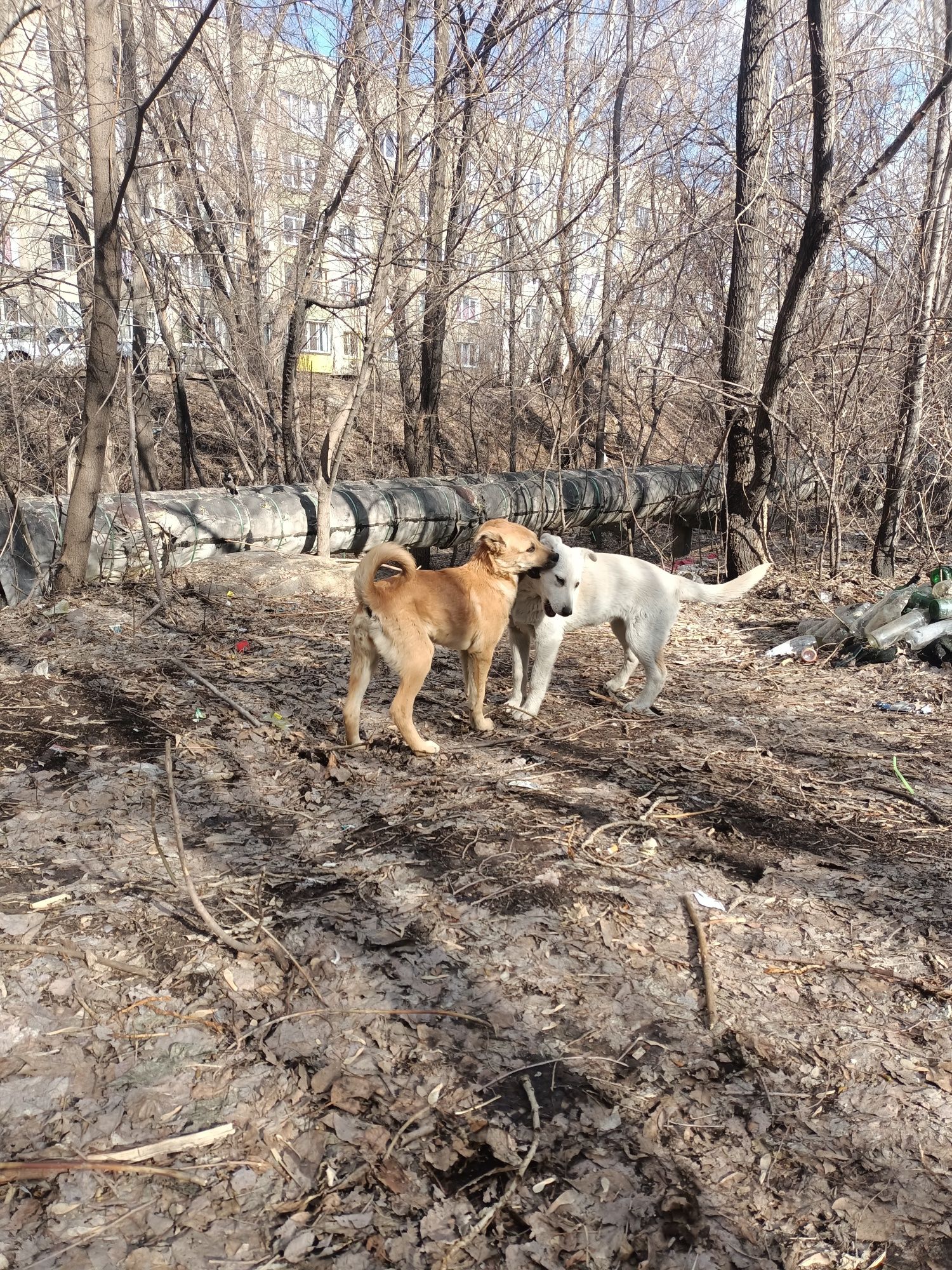 Очаровательные щенки в добрые руки