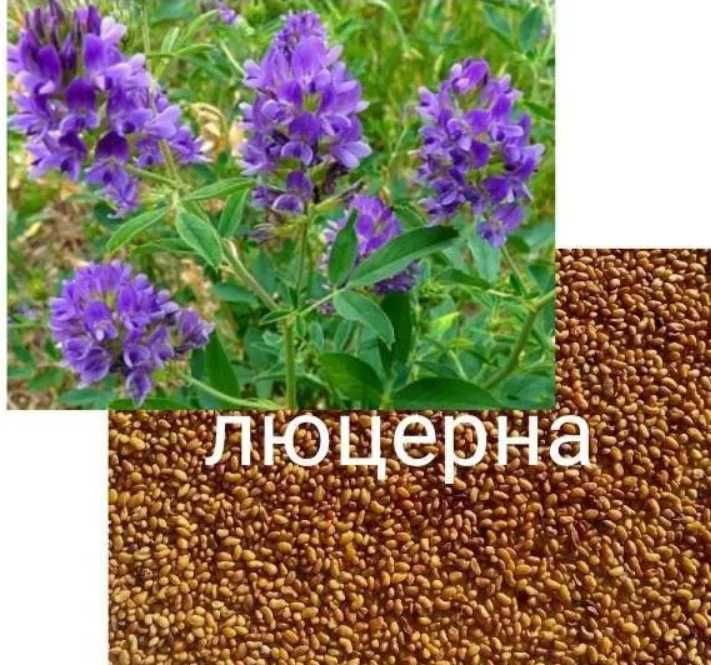 Семена: Пшеница Житняк Эспарцет Донник Кострец Люцерна Суданка Фацелия