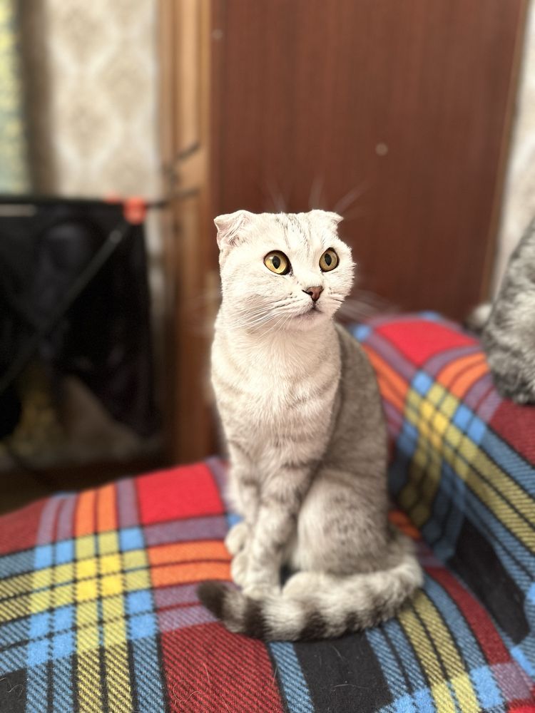 Продам породистую Шотландскую вислоухую кошку 30 000 тнг