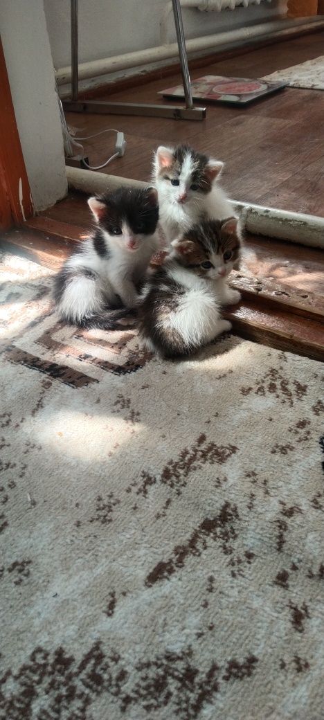 Отдам котят в добрые руки