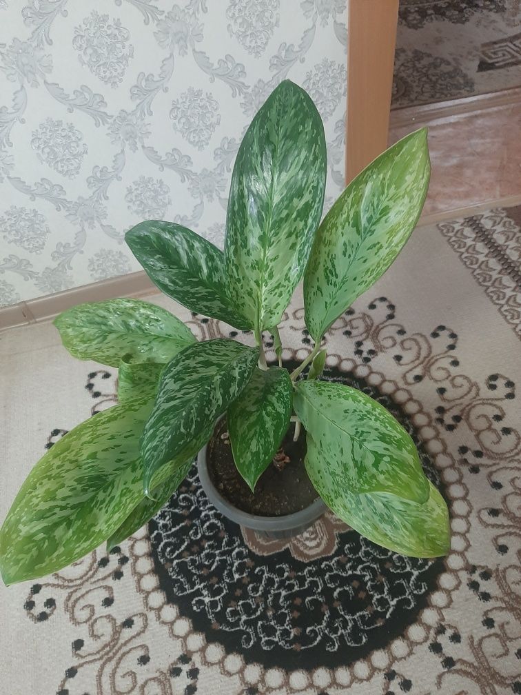 Продам цветы взрослые, аглаонема и рео.