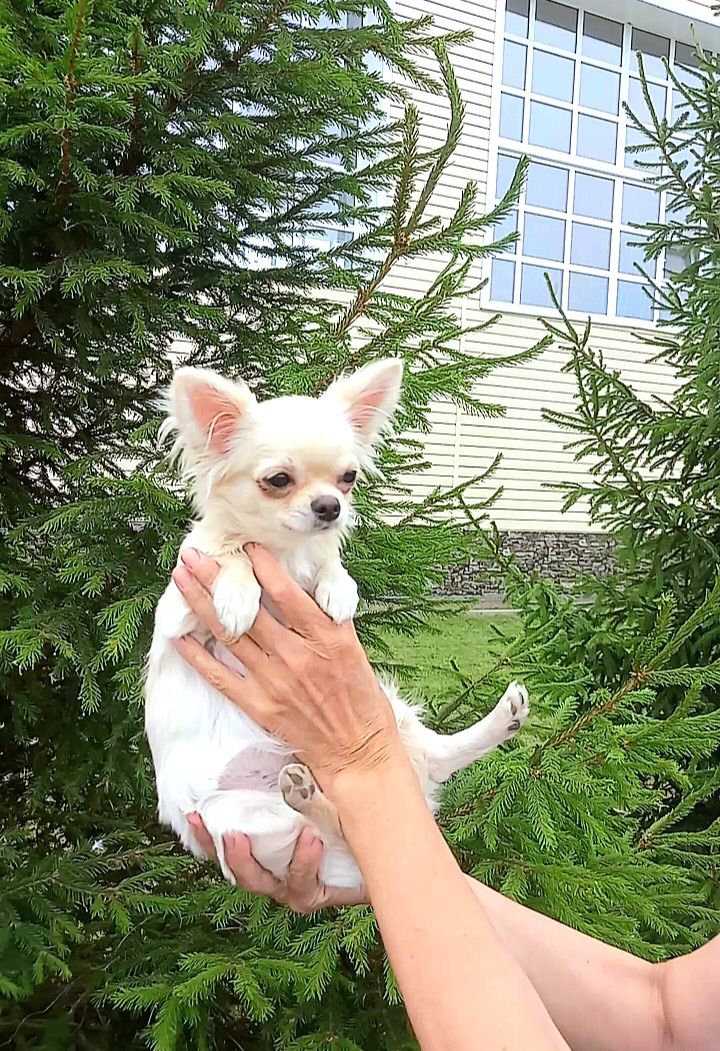 Щенок чихуахуа сука