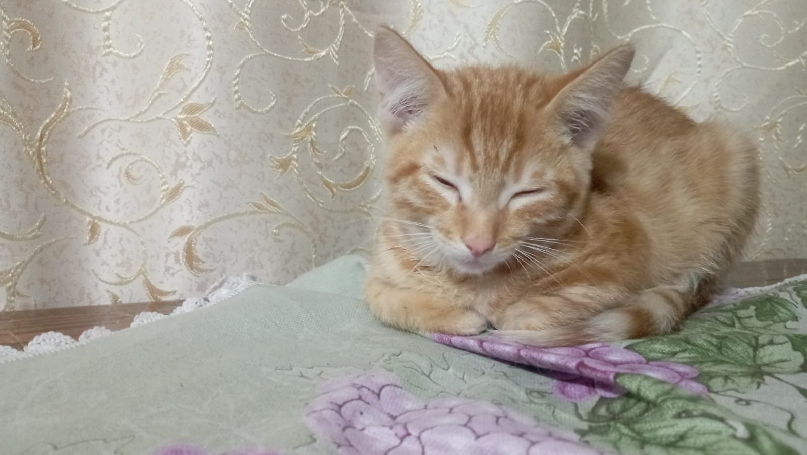 Отдам в добрые руки рыжего котёнка