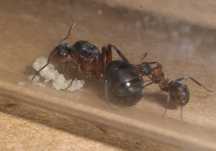 Муравьиные матки Formica pratensis — для старта фермы / формикария