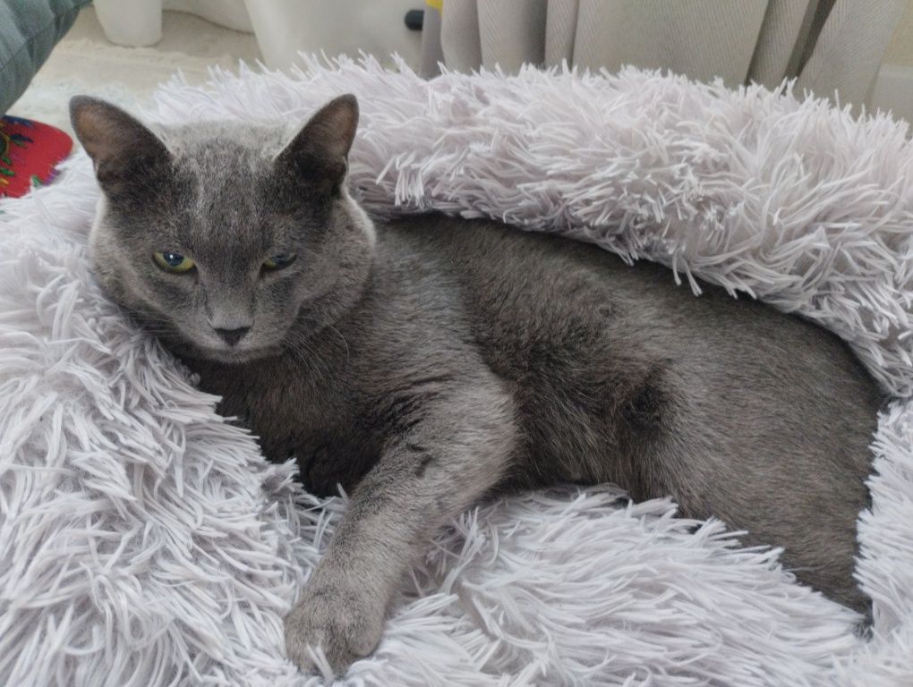 Кот бесплатно в хорошие руки