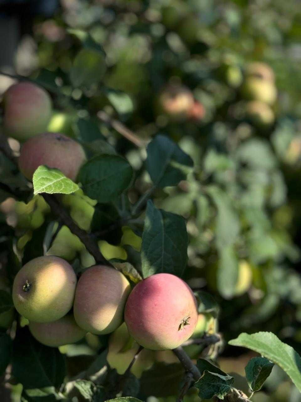 Продам дом на 22 микрорайоне