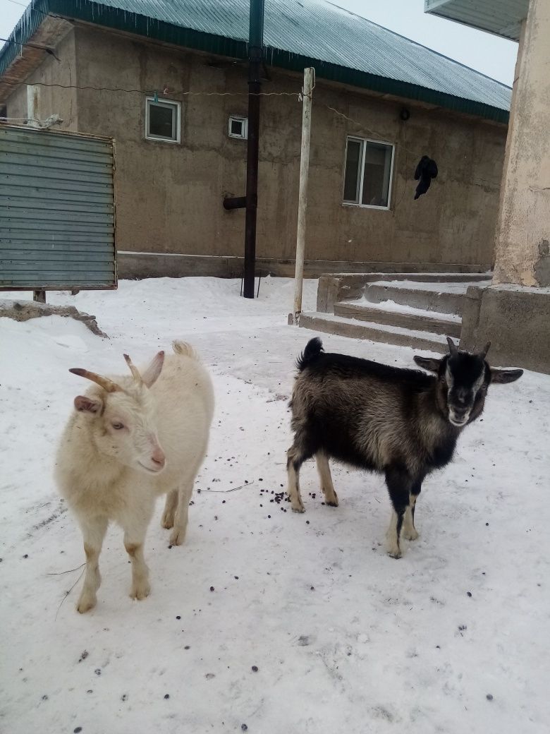 Лақтар бар сатылымда