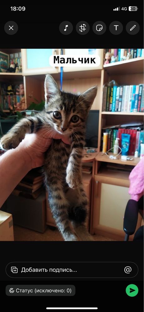 Бесплатно котята в хорошие руки