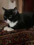 Отдам котов в добрые руки