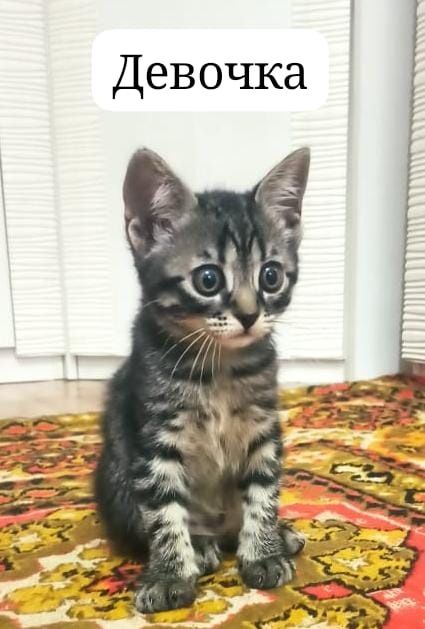 Котята в добрые руки