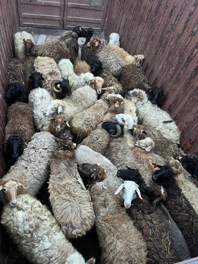 Продам бараны жирные