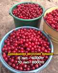 Вишня домашняя, крупная, сладкая