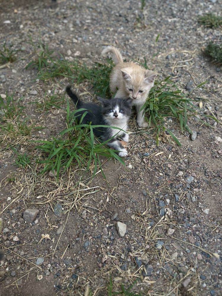 Отдам котят в хорошие руки